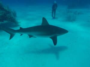Phil Routhier Scuba-Diver