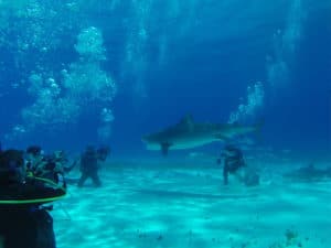 Phil Routhier Shark-Diver